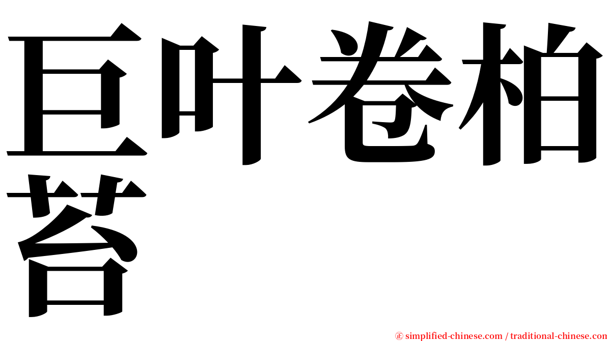 巨叶卷柏苔 serif font