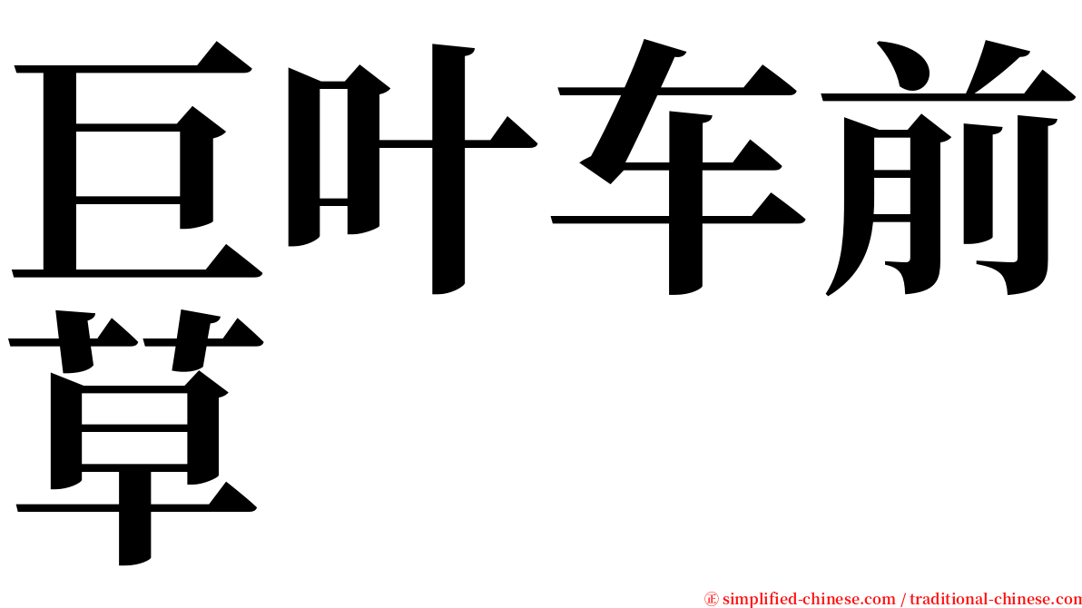 巨叶车前草 serif font