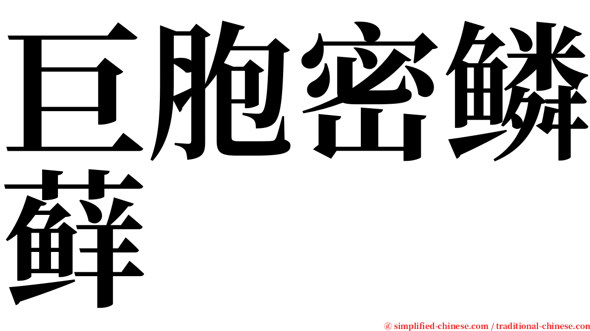 巨胞密鳞藓 serif font