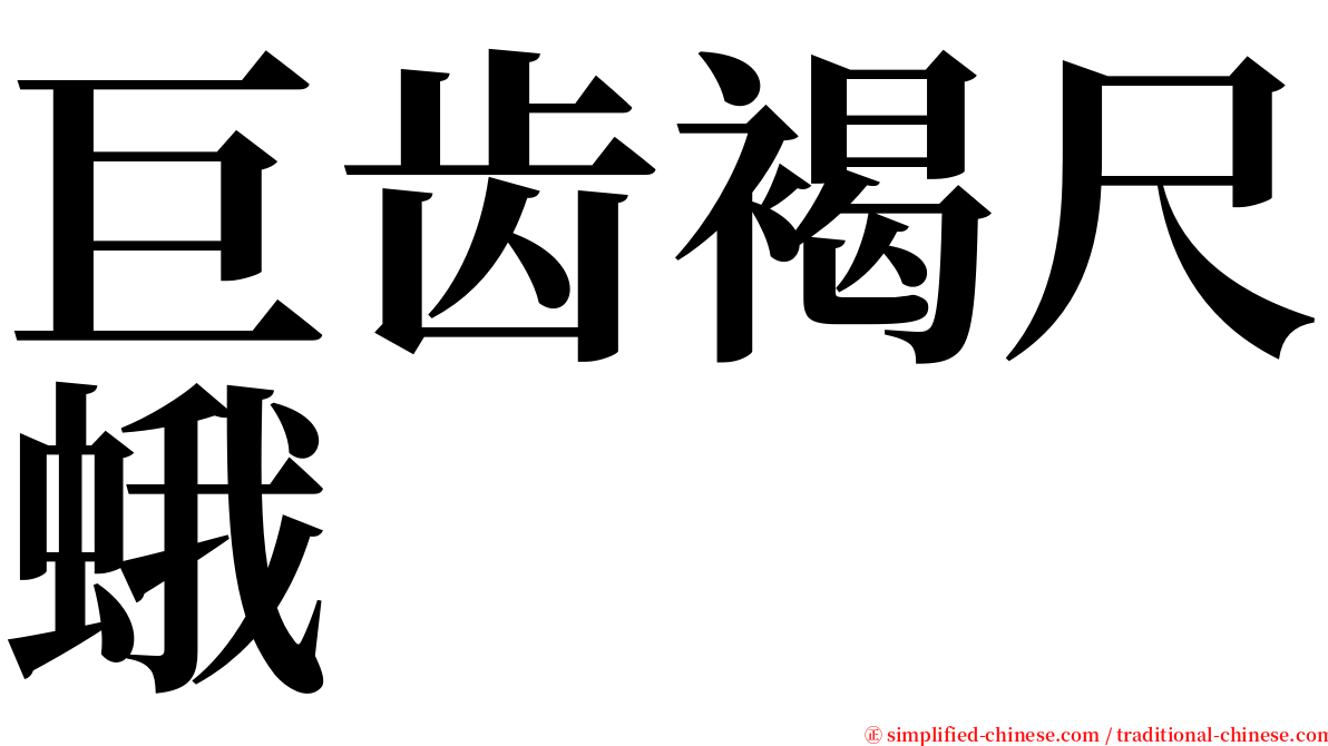 巨齿褐尺蛾 serif font