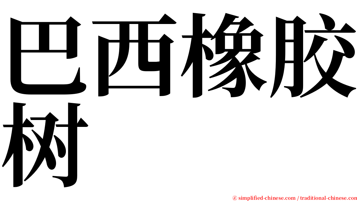 巴西橡胶树 serif font