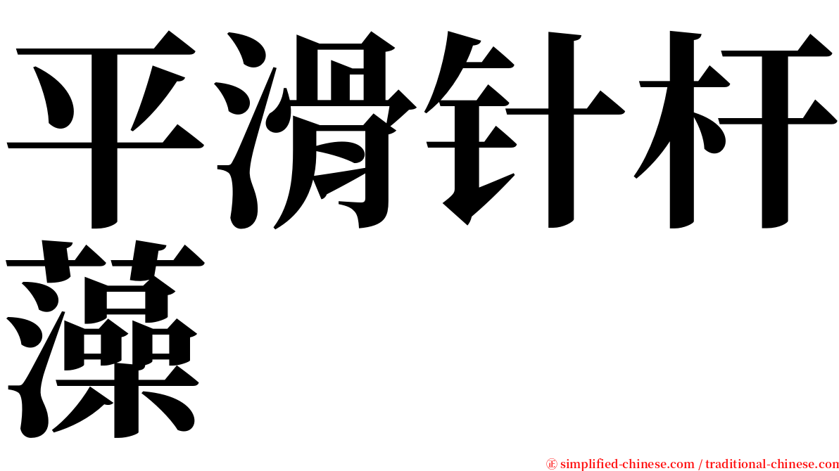 平滑针杆藻 serif font