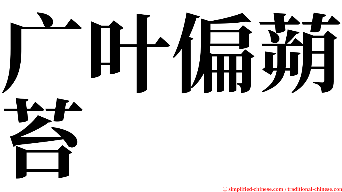 广叶偏蒴苔 serif font