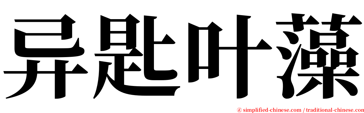 异匙叶藻 serif font