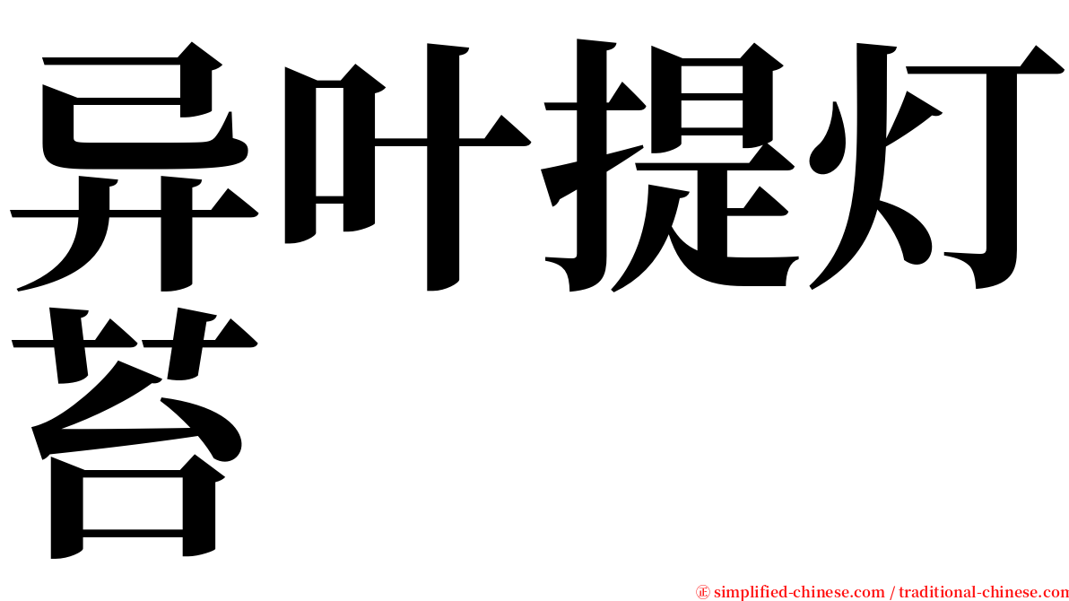 异叶提灯苔 serif font