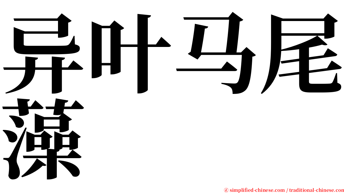 异叶马尾藻 serif font