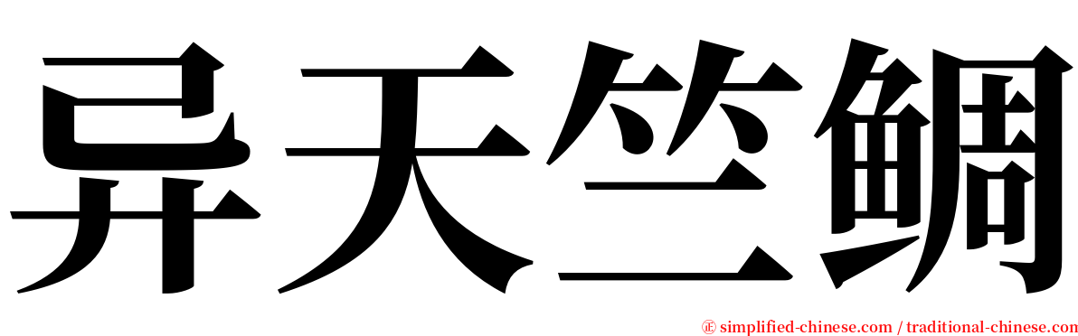 异天竺鲷 serif font