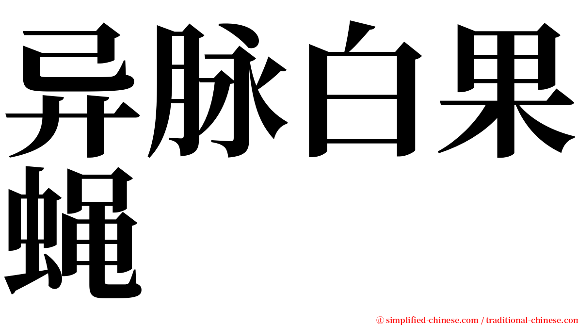 异脉白果蝇 serif font