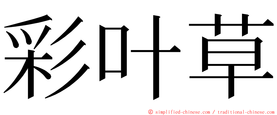 彩叶草 ming font