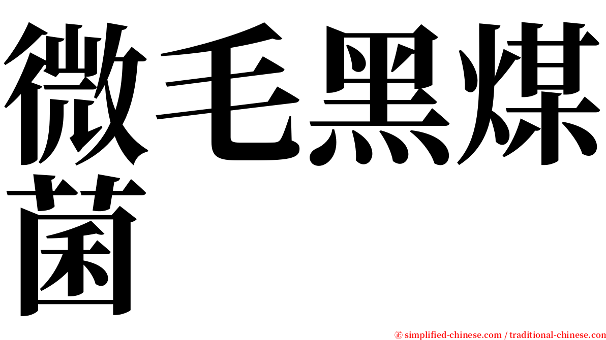 微毛黑煤菌 serif font