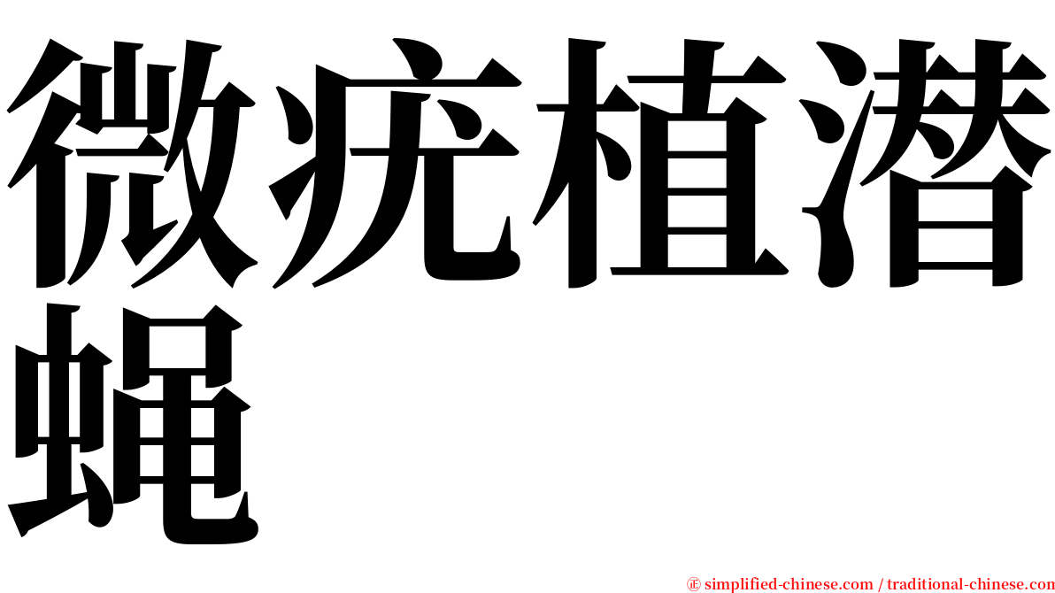 微疣植潜蝇 serif font