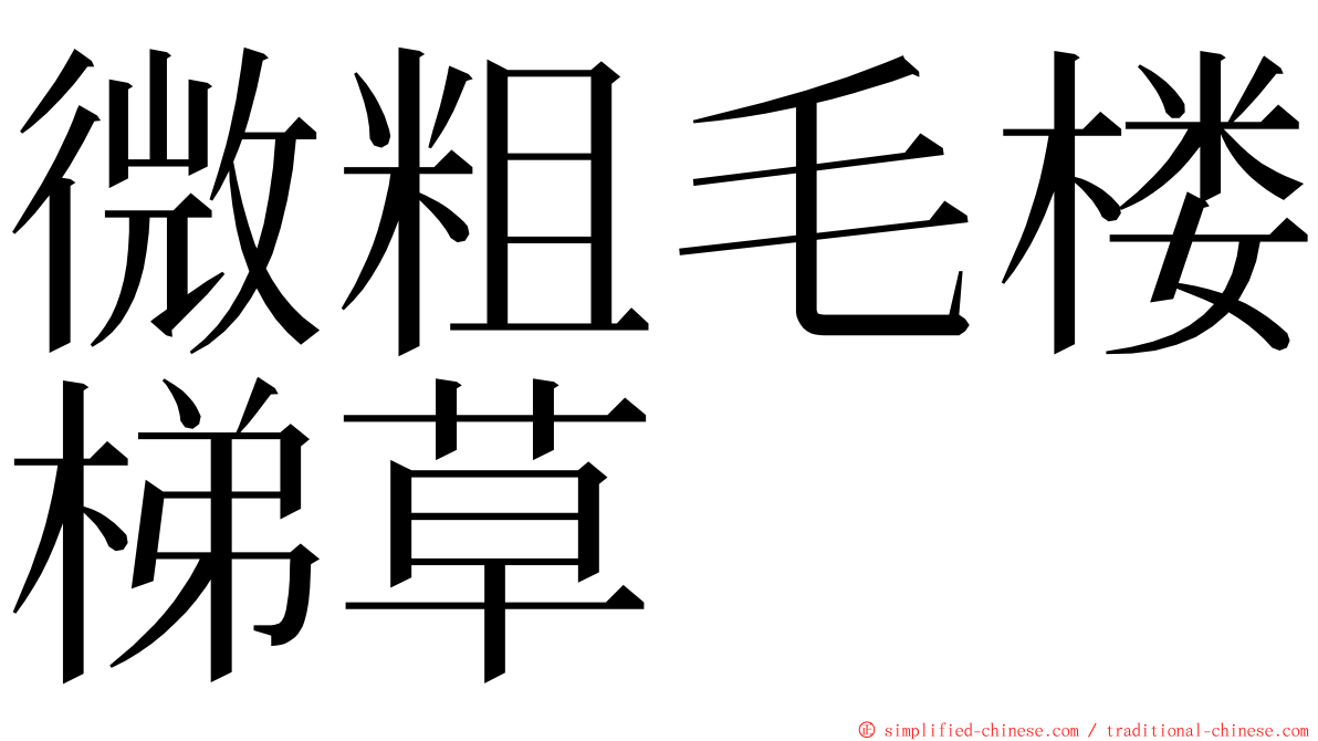 微粗毛楼梯草 ming font