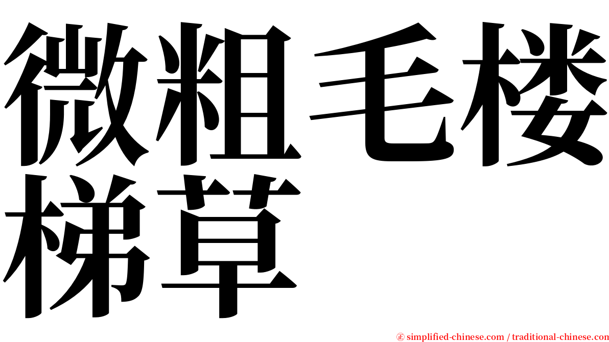 微粗毛楼梯草 serif font