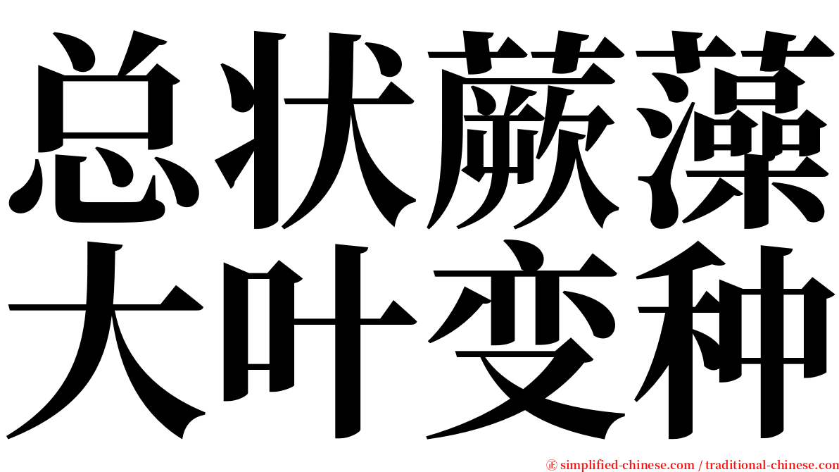 总状蕨藻大叶变种 serif font