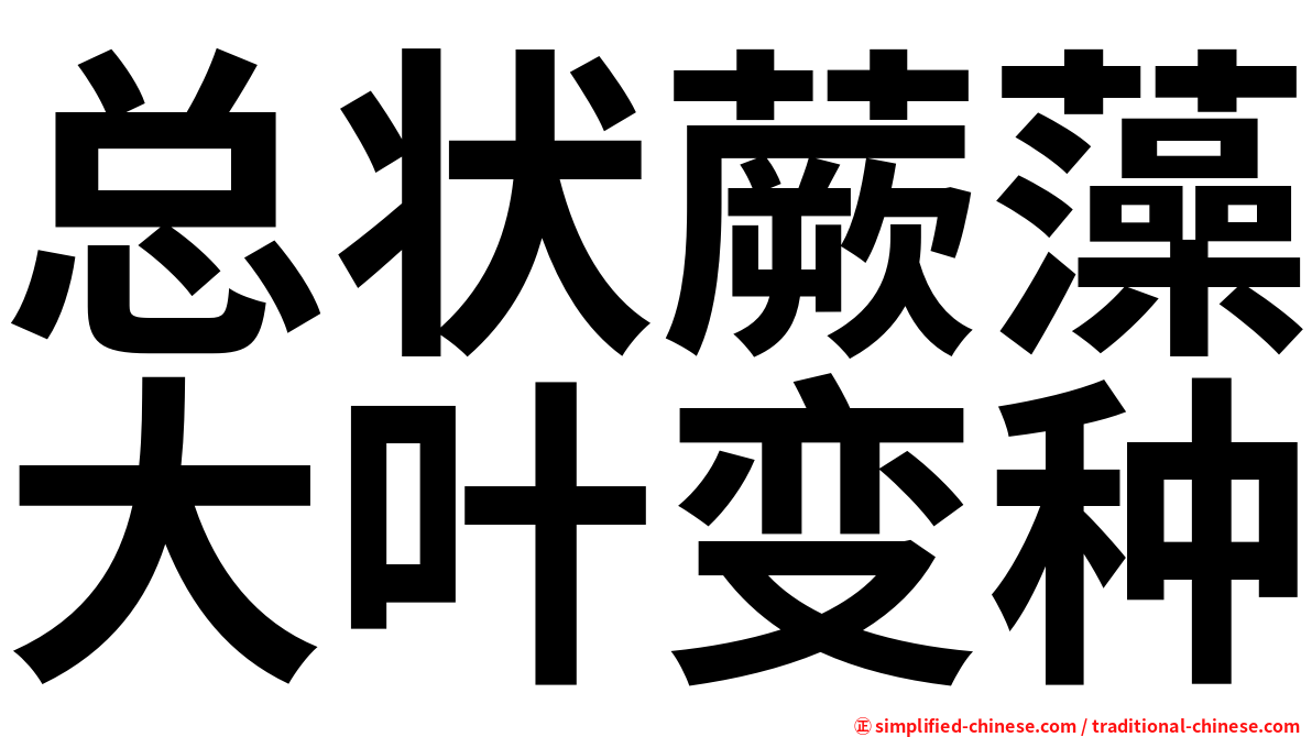 总状蕨藻大叶变种