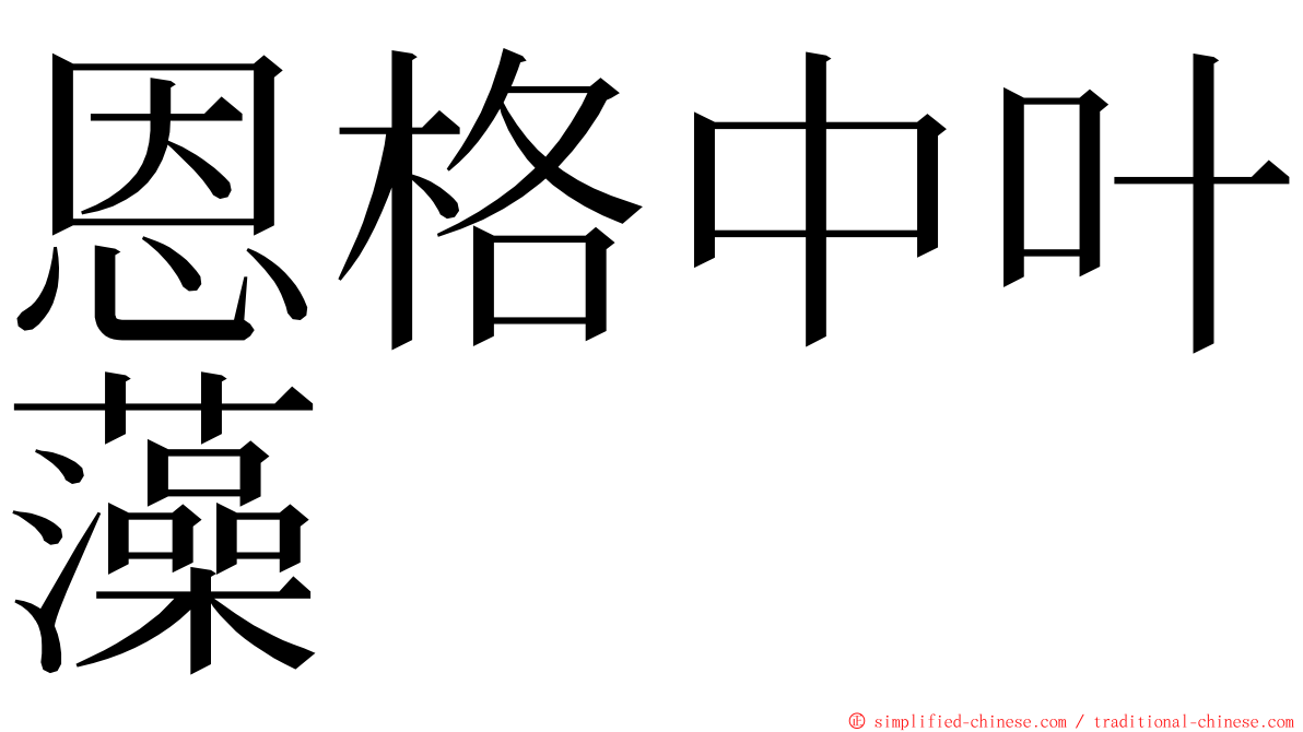 恩格中叶藻 ming font