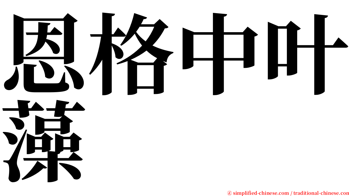 恩格中叶藻 serif font