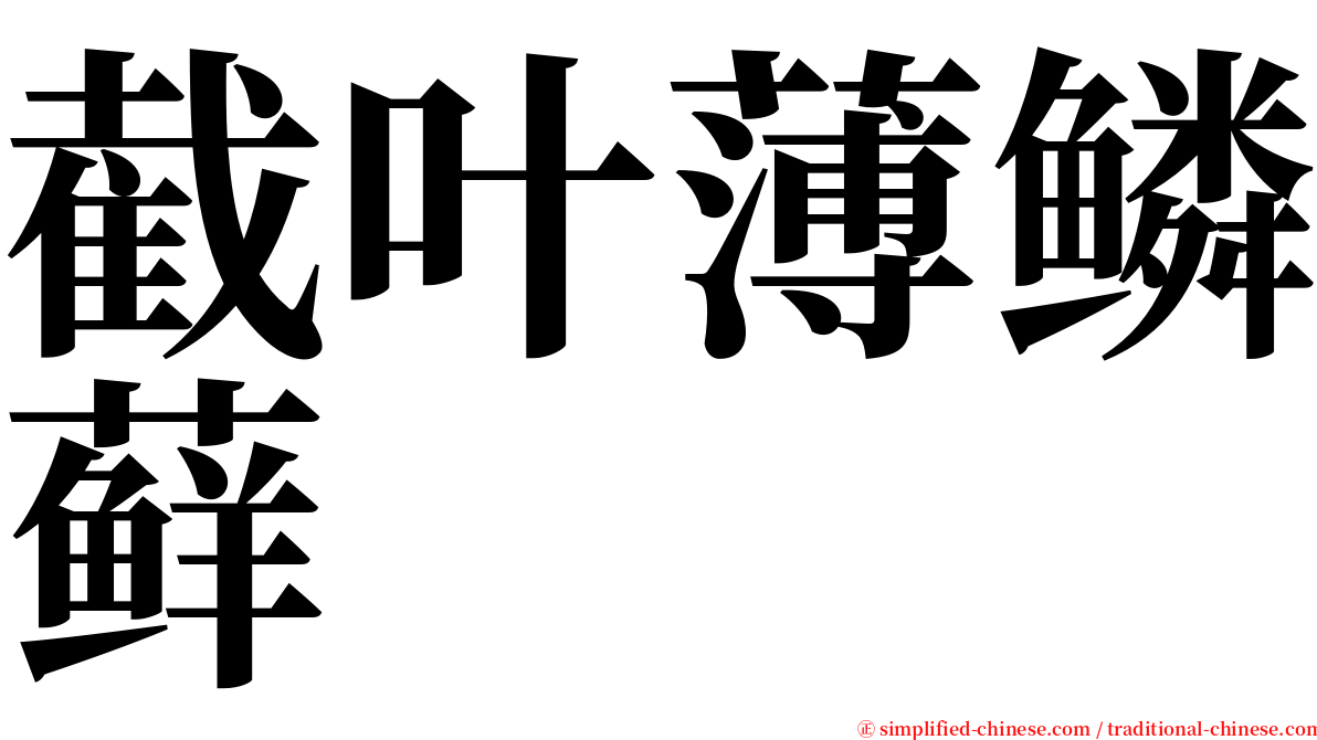 截叶薄鳞藓 serif font