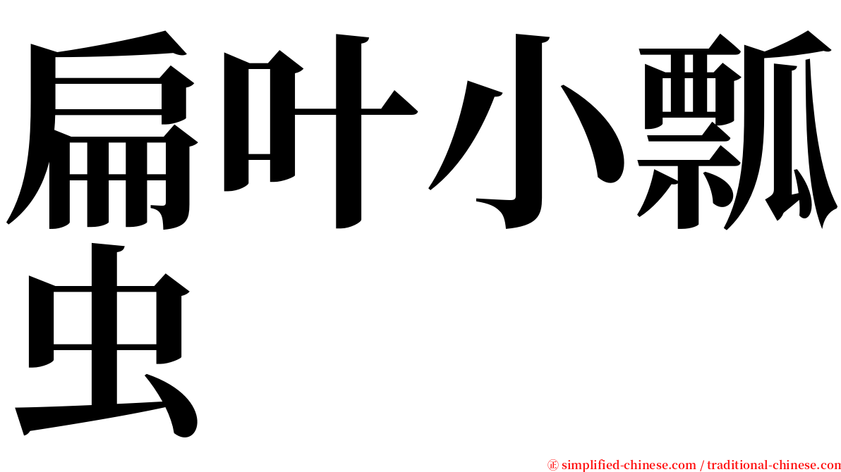 扁叶小瓢虫 serif font