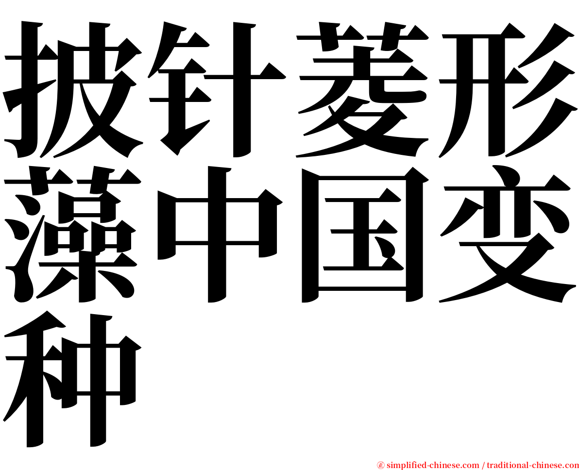 披针菱形藻中国变种 serif font