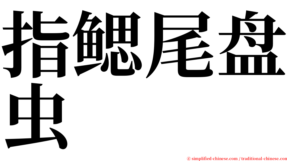 指鳃尾盘虫 serif font