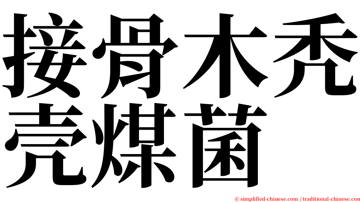 接骨木秃壳煤菌 serif font