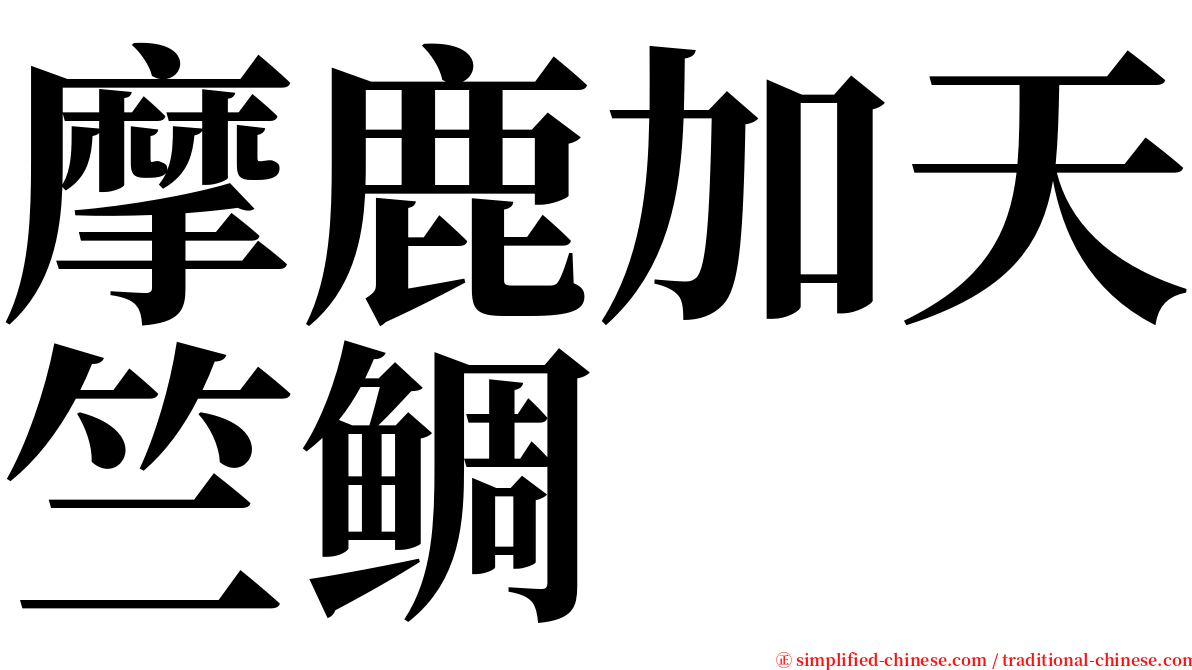 摩鹿加天竺鲷 serif font