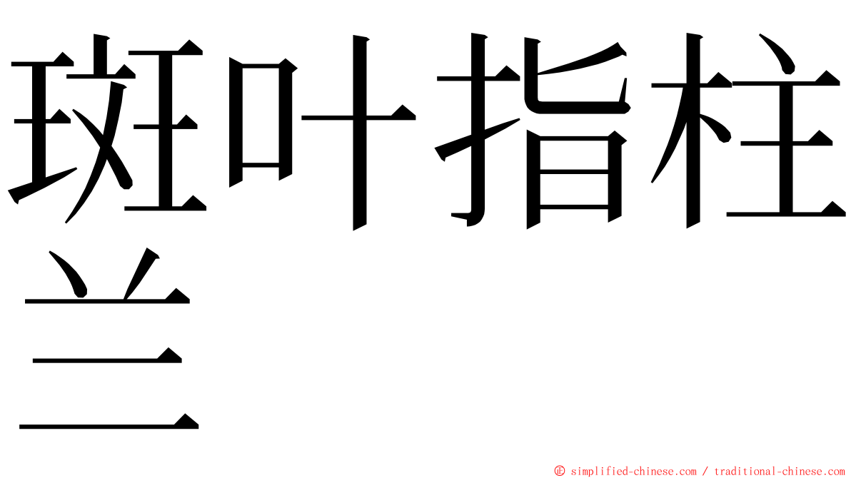 斑叶指柱兰 ming font