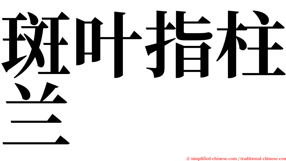 斑叶指柱兰 serif font