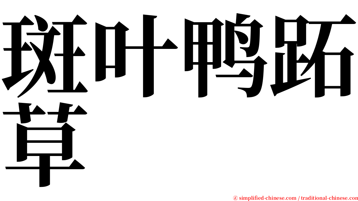 斑叶鸭跖草 serif font