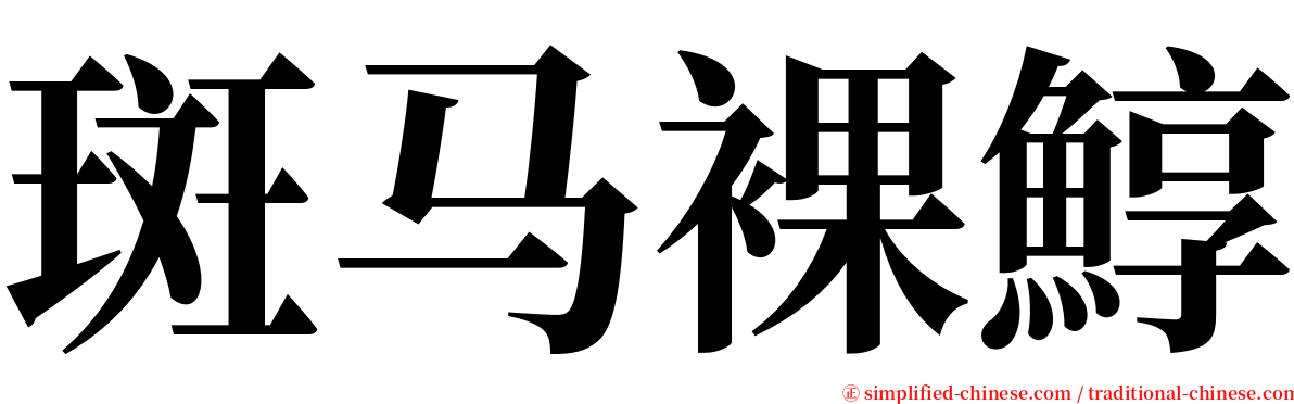 斑马裸鯙 serif font