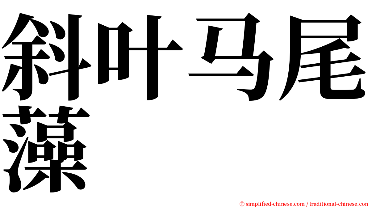 斜叶马尾藻 serif font