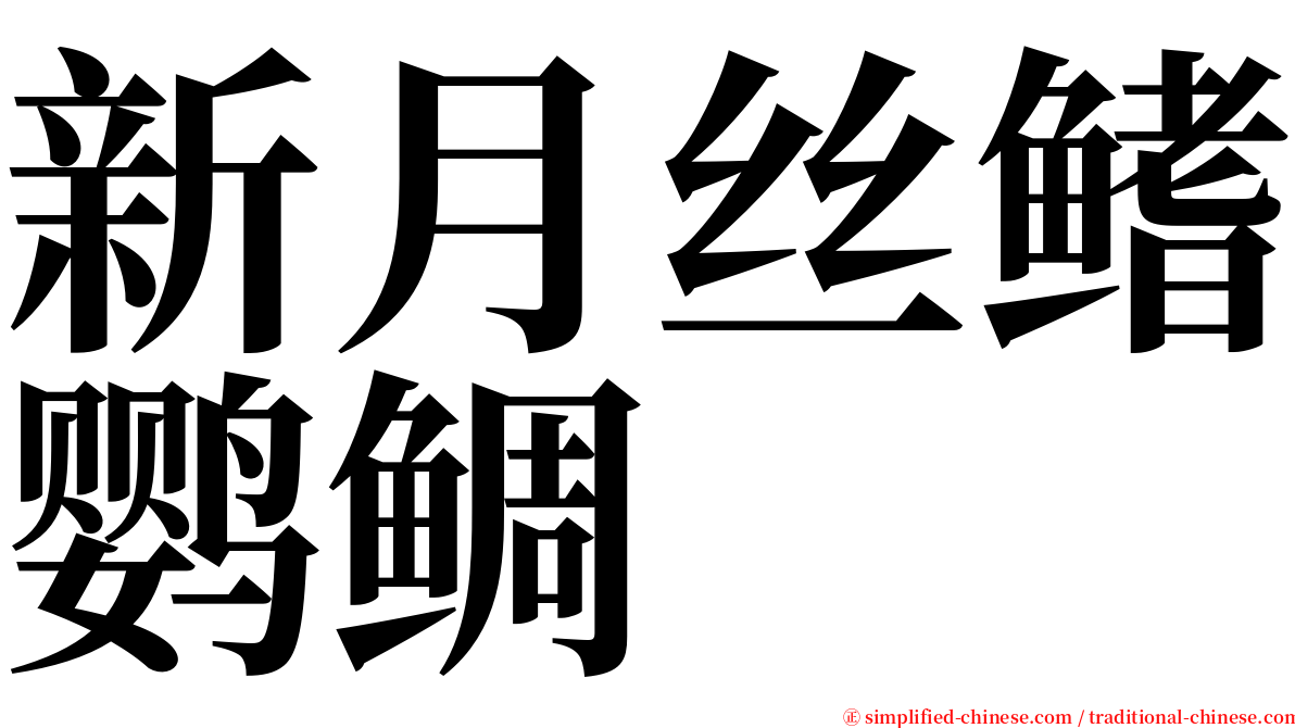 新月丝鳍鹦鲷 serif font