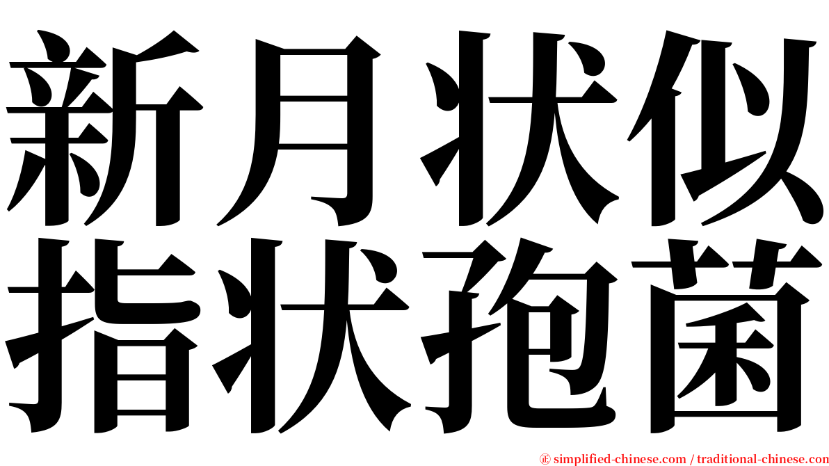 新月状似指状孢菌 serif font