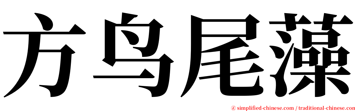 方鸟尾藻 serif font