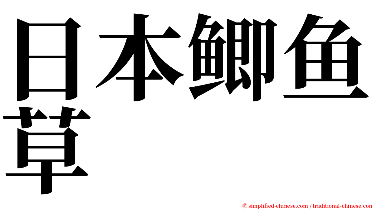 日本鲫鱼草 serif font
