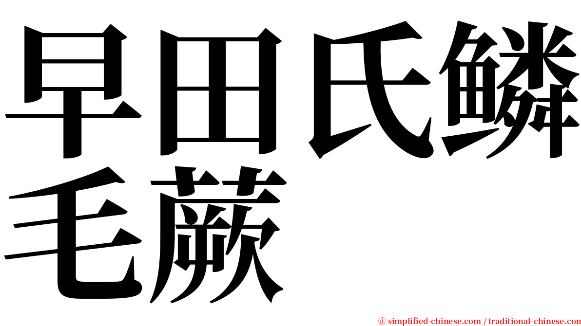 早田氏鳞毛蕨 serif font