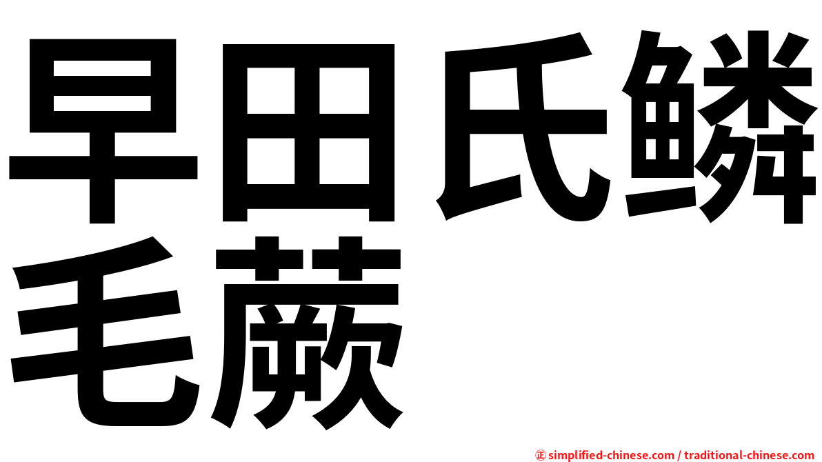 早田氏鳞毛蕨