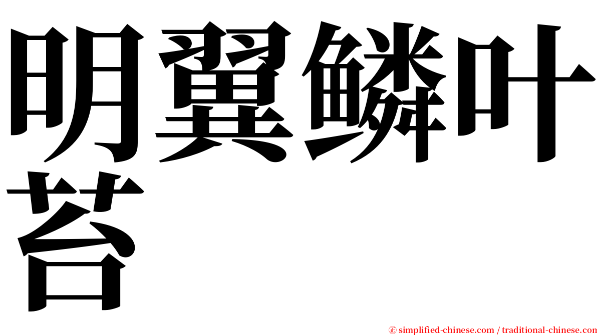 明翼鳞叶苔 serif font