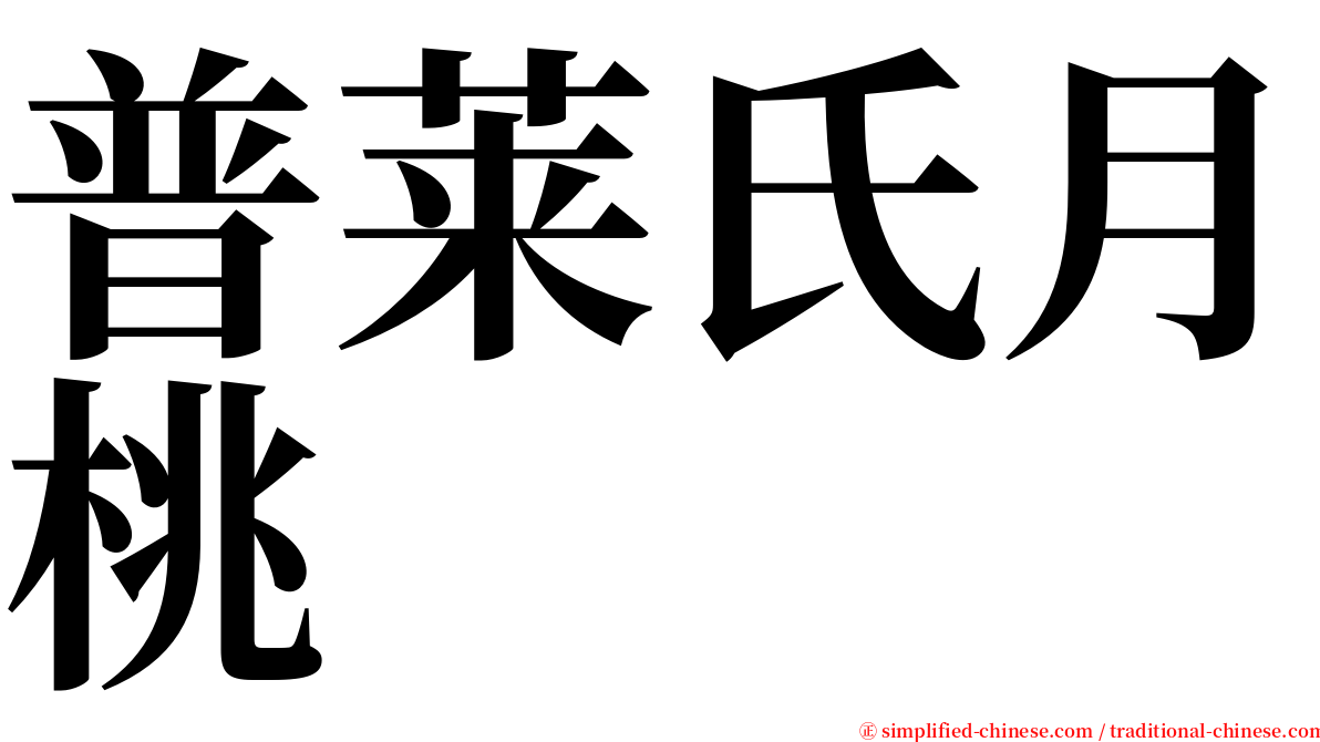 普莱氏月桃 serif font