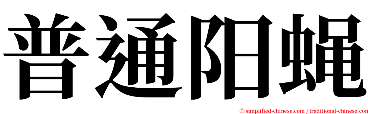 普通阳蝇 serif font