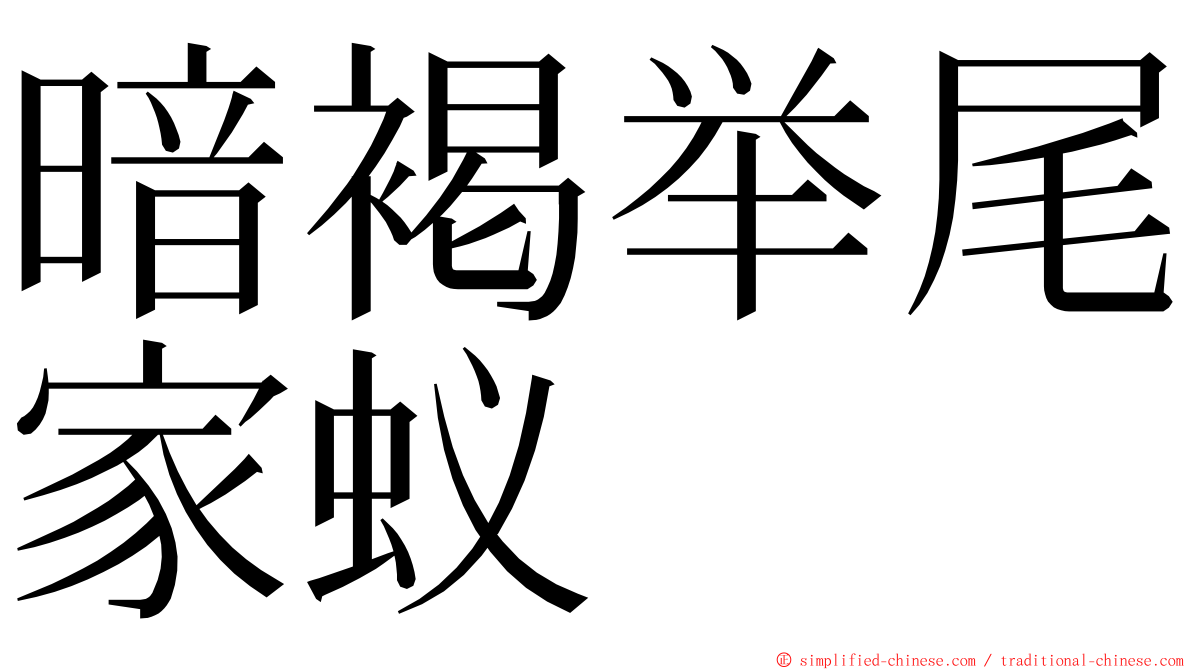 暗褐举尾家蚁 ming font