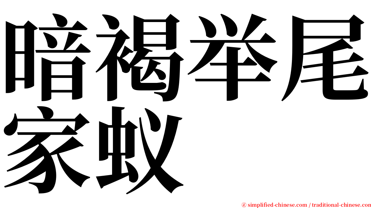 暗褐举尾家蚁 serif font