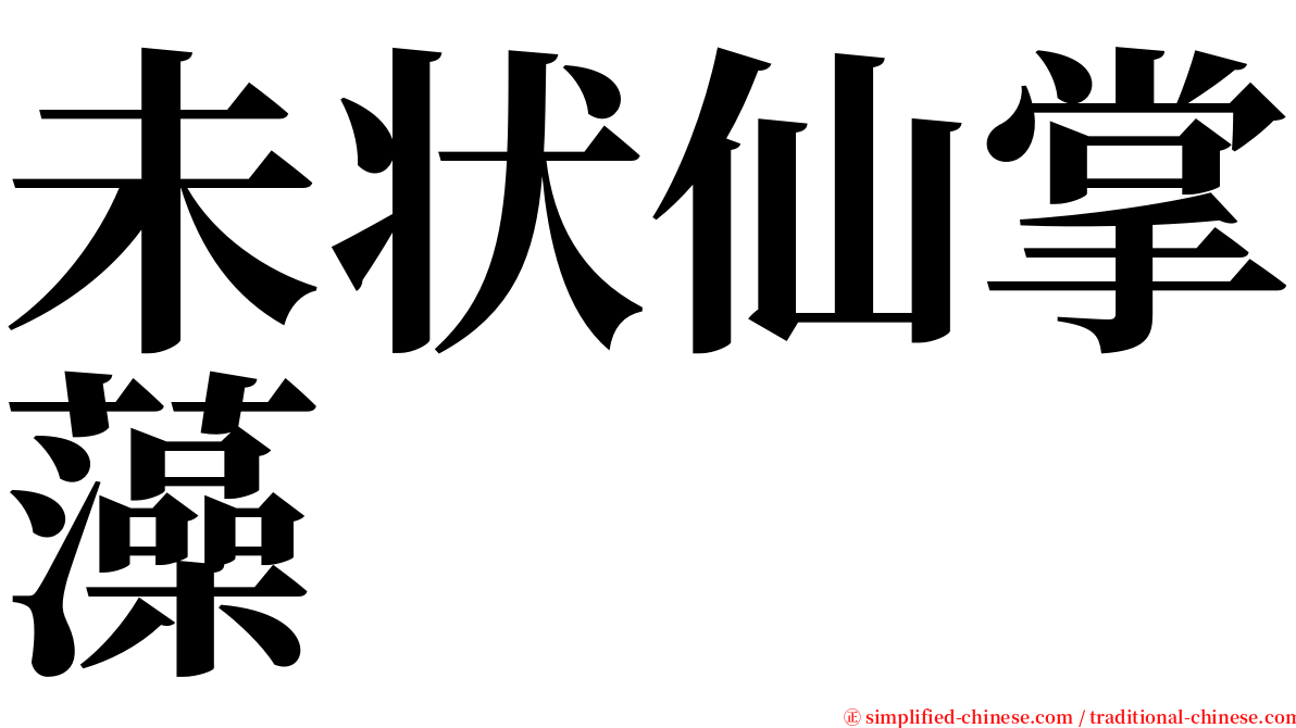 未状仙掌藻 serif font