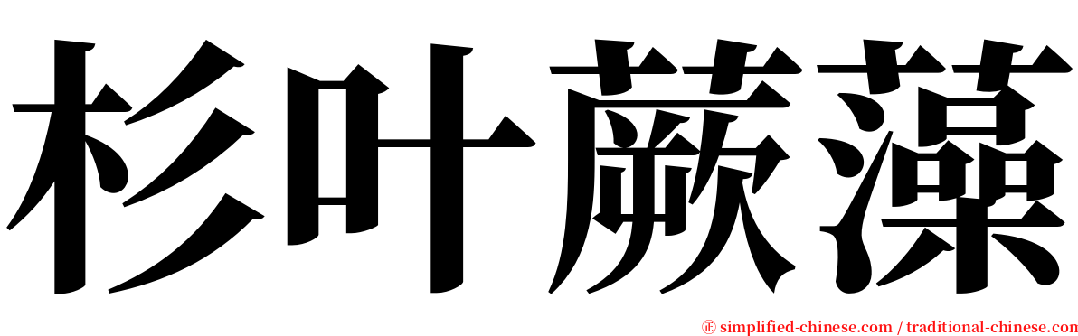 杉叶蕨藻 serif font