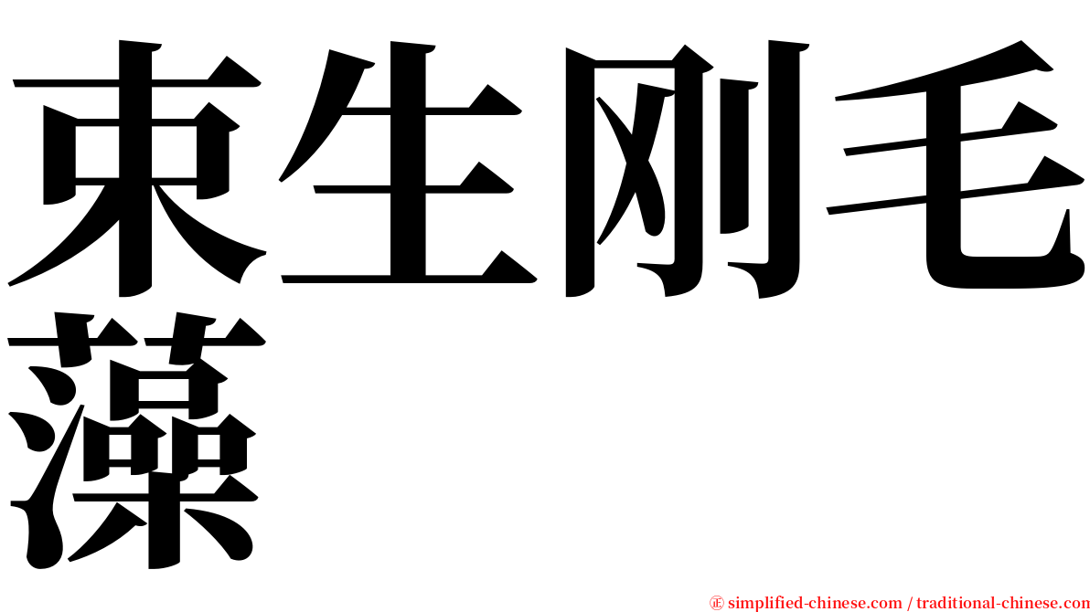 束生刚毛藻 serif font