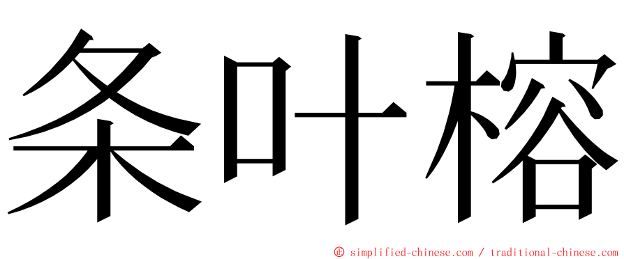 条叶榕 ming font