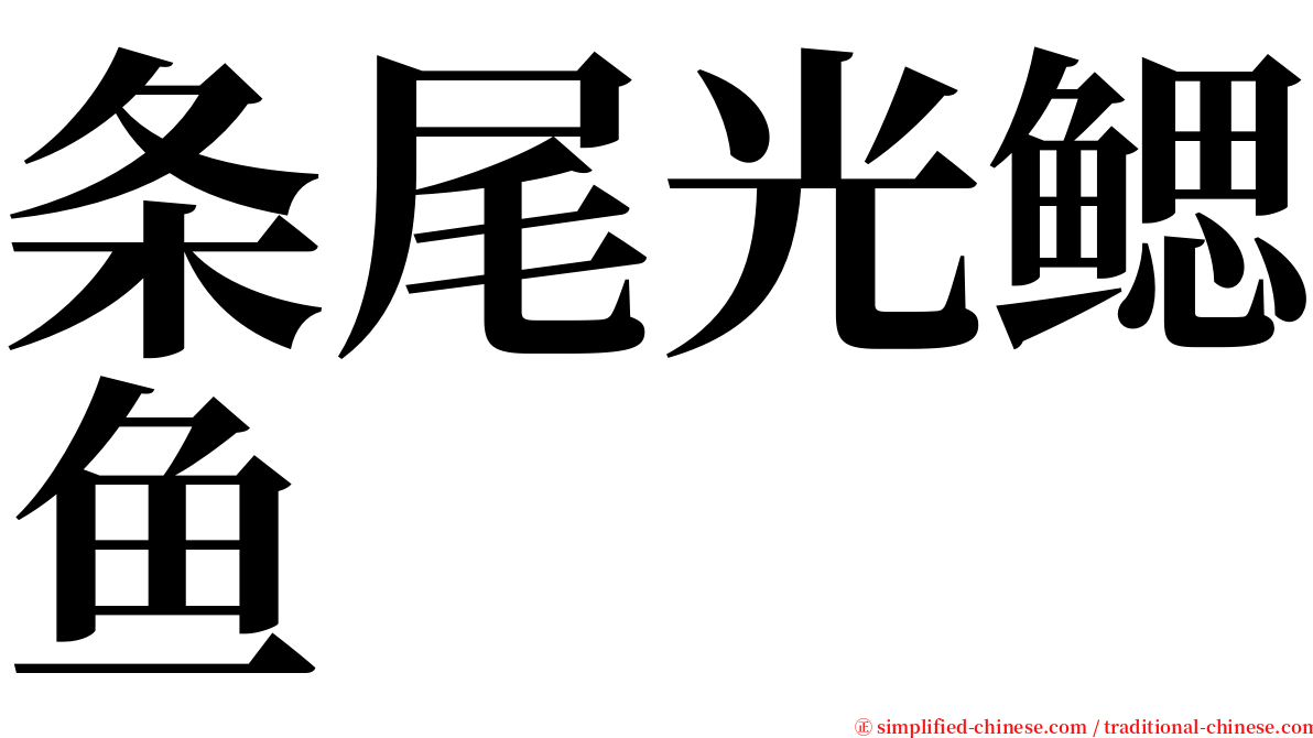 条尾光鳃鱼 serif font