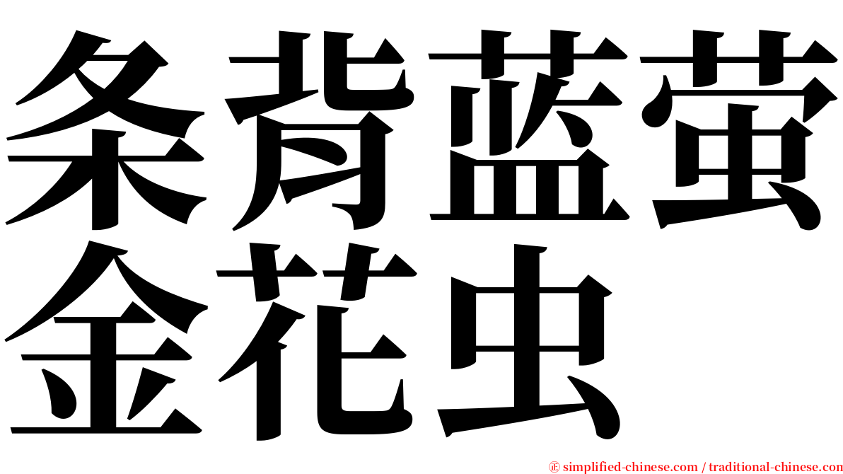 条背蓝萤金花虫 serif font