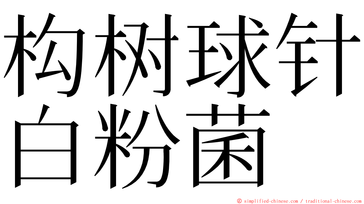 构树球针白粉菌 ming font